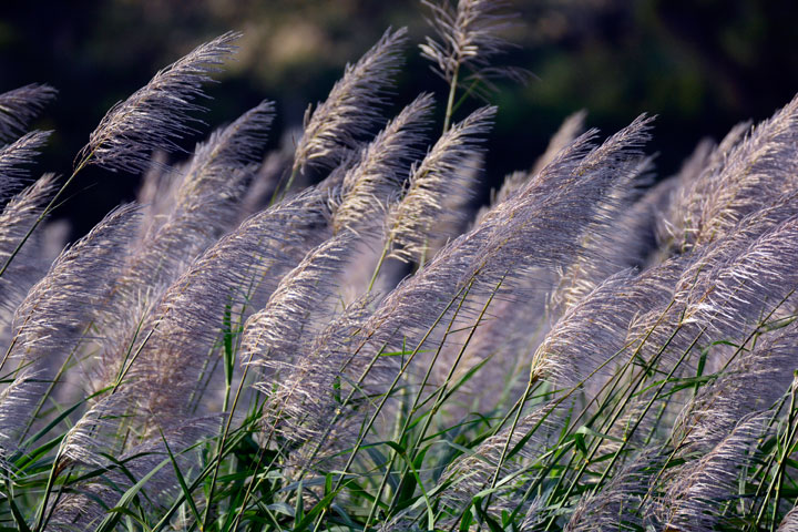 サトウキビ花穂