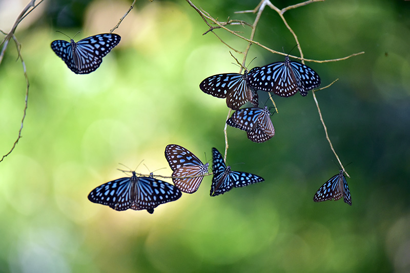 リュウキュウアサギマダラ越冬集団