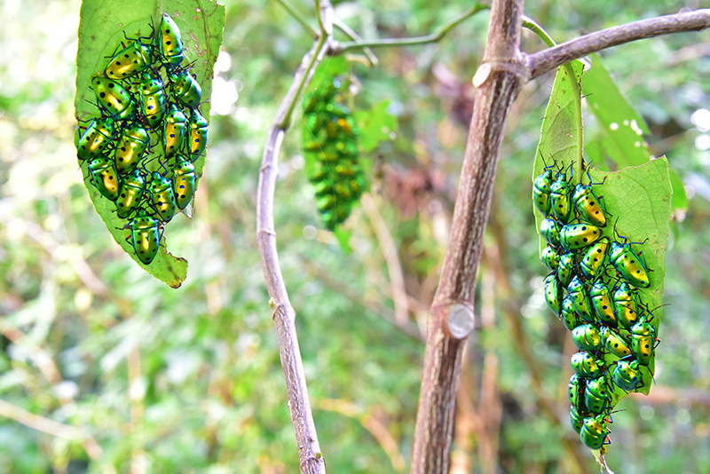 ナナホシキンカメムシ越冬集団