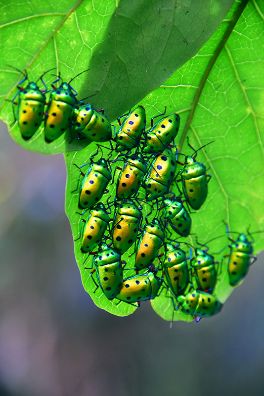 ナナホシキンカメムシ越冬集団