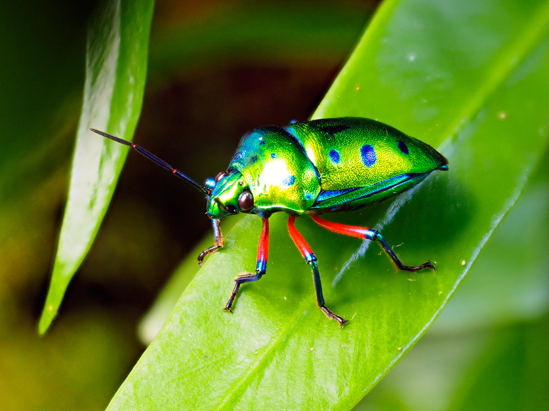 ナナホシキンカメムシ