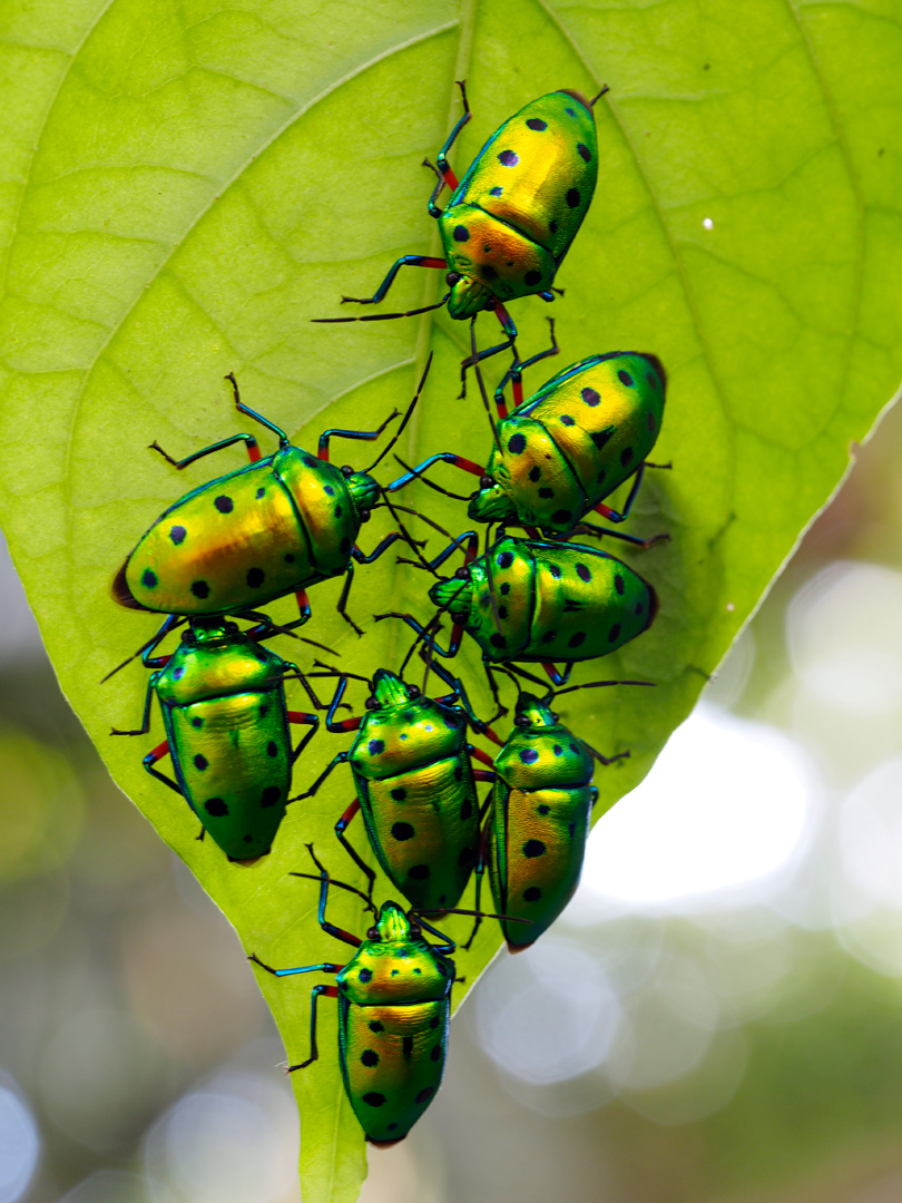 ナナホシキンカメムシ
