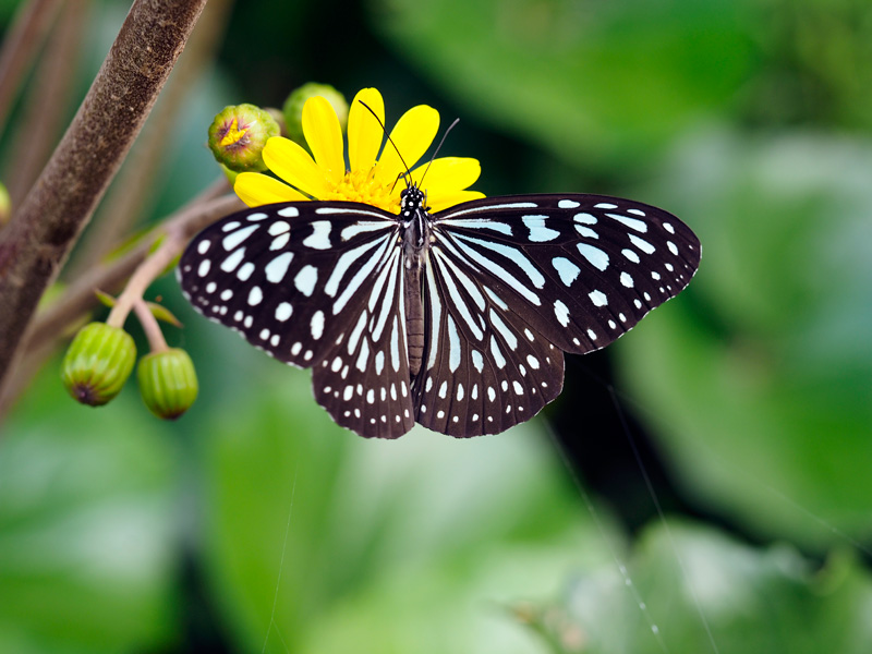 リュウキュウアサギマダラ