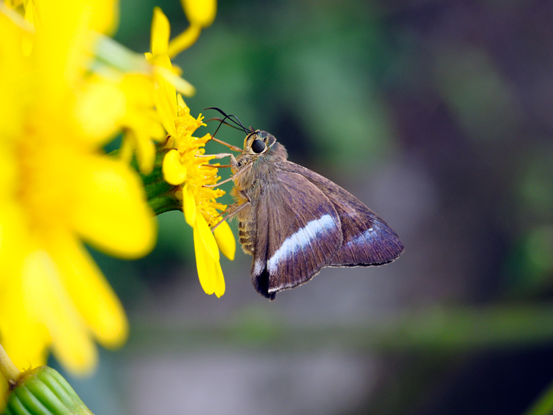 オキナワビロードセセリ