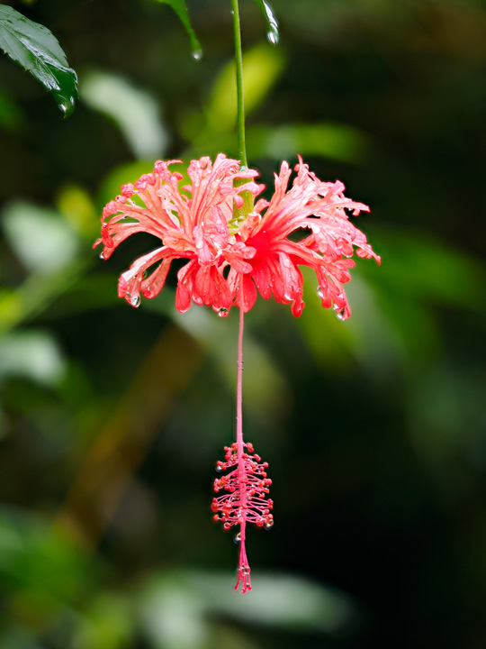 フウリンブッソウゲ