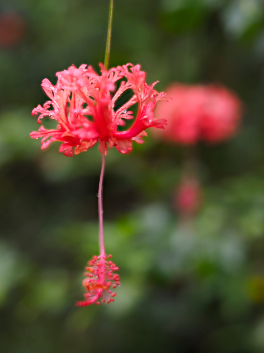 フウリンブッソウゲ