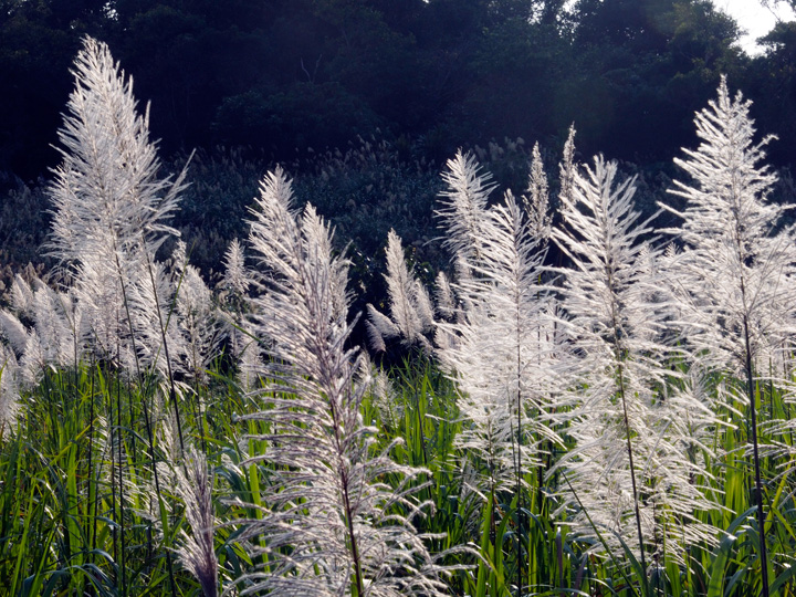 サトウキビ花穂