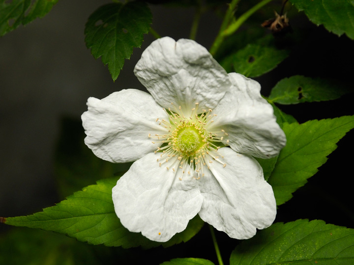 リュウキュウバライチゴ