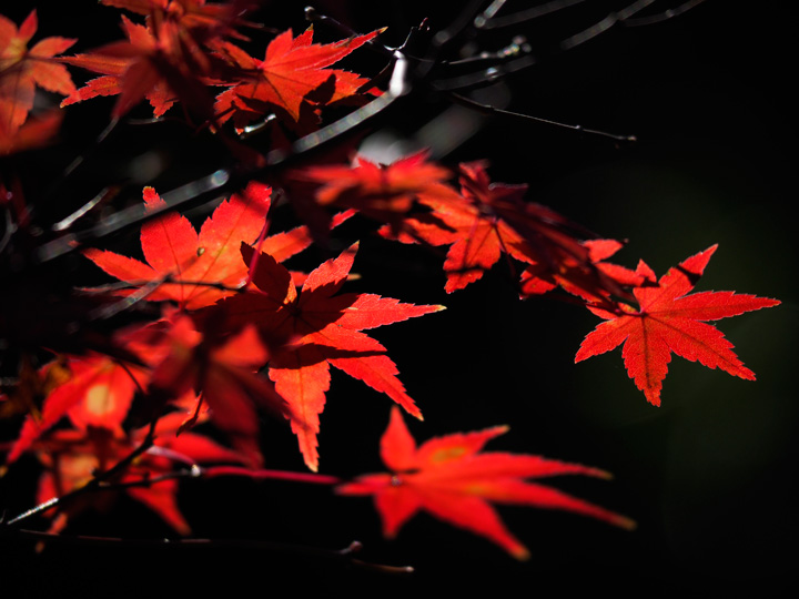 紅葉