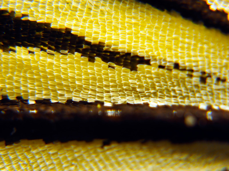 オオゴマダラ鱗粉