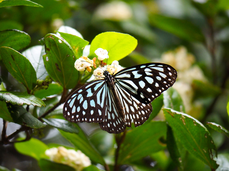 リュウキュウアサギマダラ
