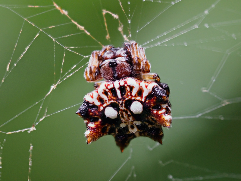 チブサトゲグモ