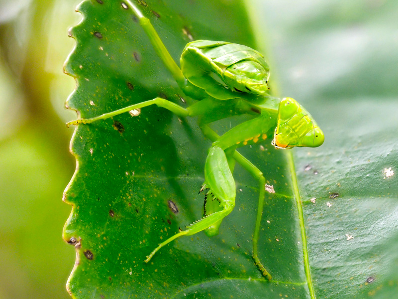 ハラビロカマキリ幼虫