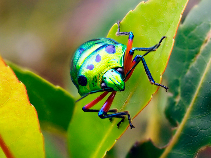 ナナホシキンカメムシ