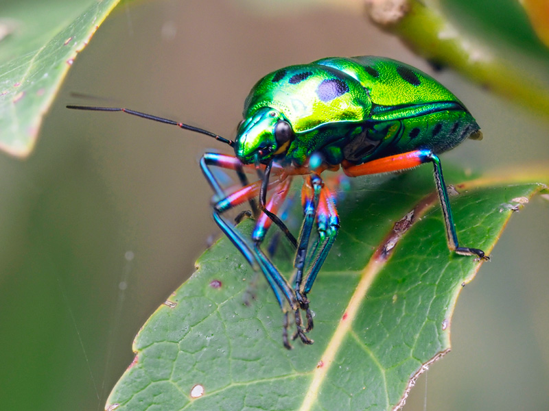 ナナホシキンカメムシ