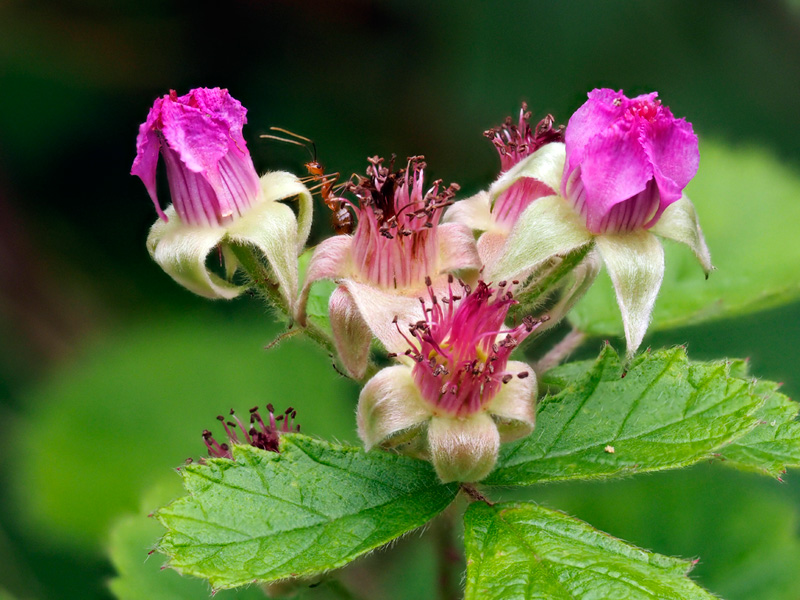 ナワシロイチゴ