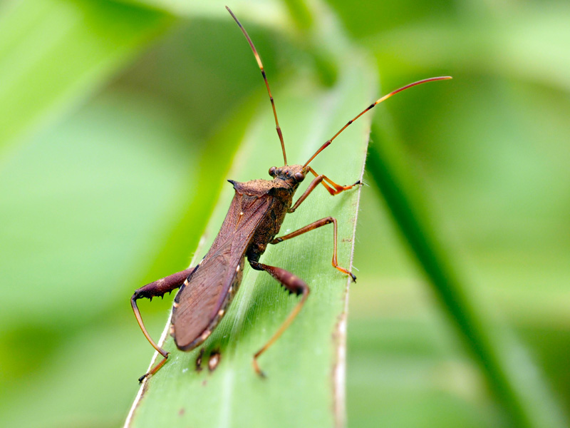 ホソヘリカメムシ