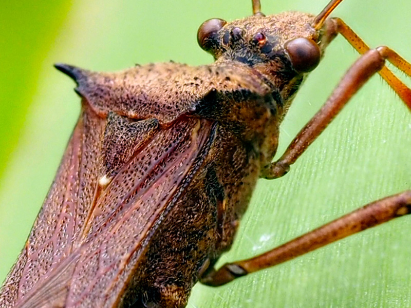 ホソヘリカメムシ（トリミング）