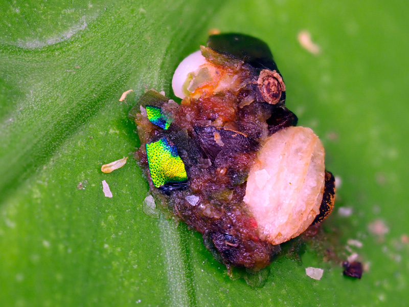 糞？ペリット？