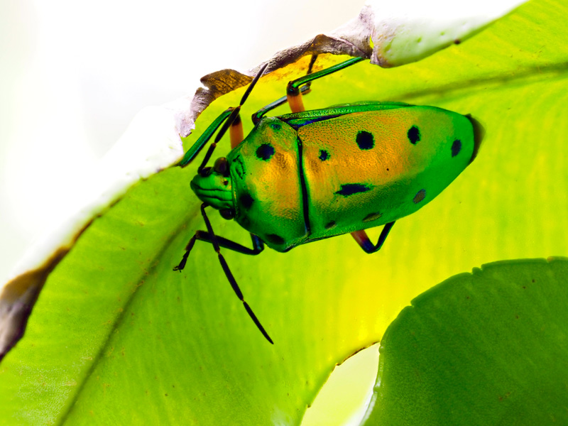 ナナホシキンカメムシ