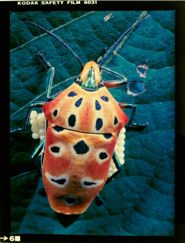 卵塊を保護するアカギカメムシ