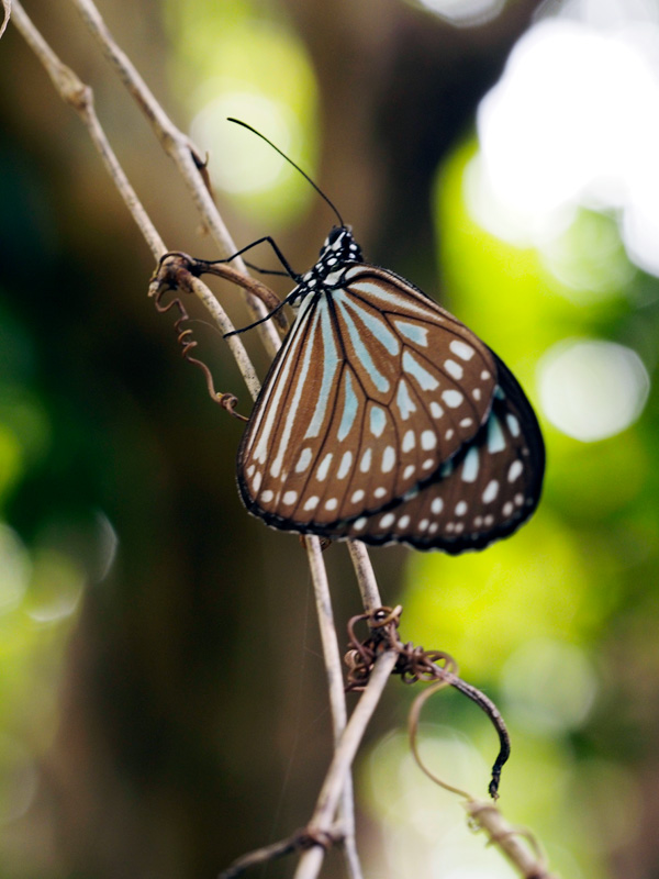 リュウキュウアサギマダラ