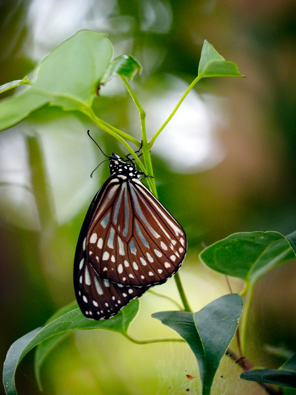 リュウキュウアサギマダラ