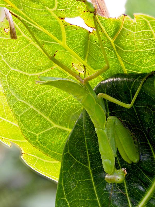 ハラビロカマキリ幼虫