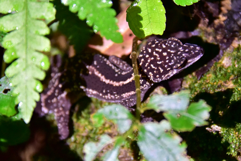 クロイワトカゲモドキ