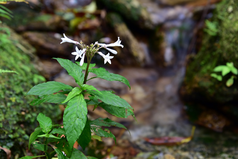 サツマイナモリ