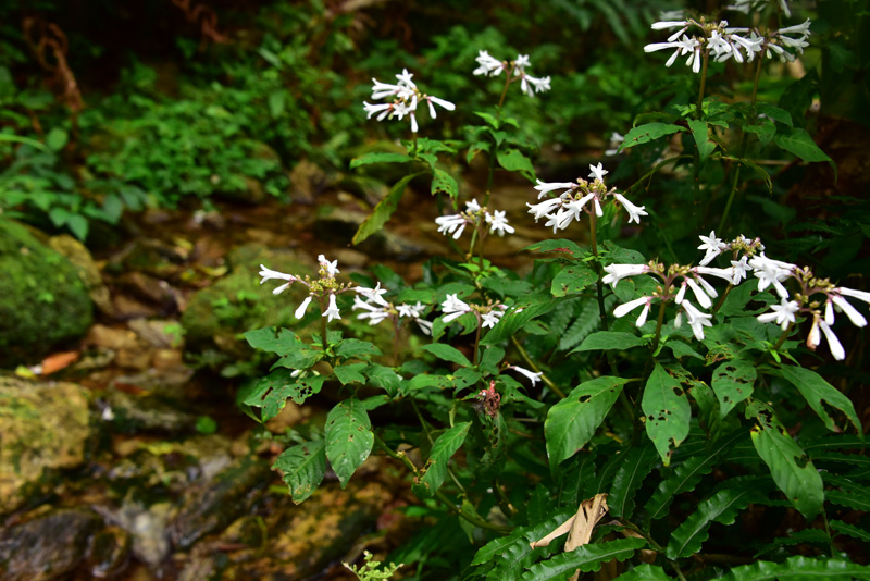 サツマイナモリ