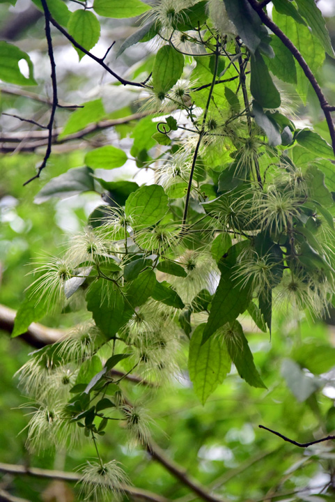 ビロードボタンヅル実