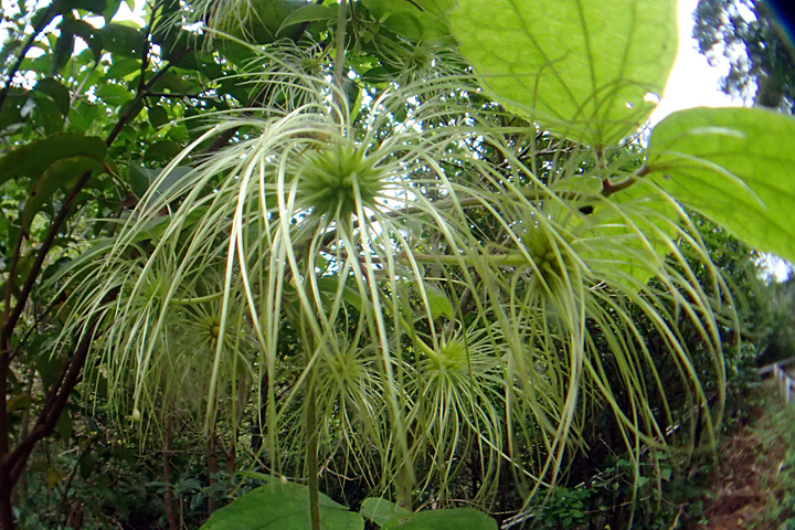 ビロードボタンヅル実