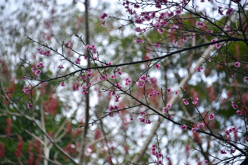 カンヒザクラとイイギリの実