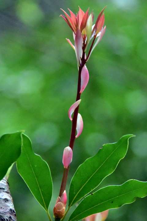 タブノキ芽吹き