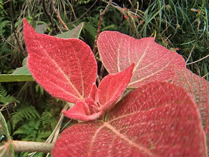 アカメガシワ芽吹き