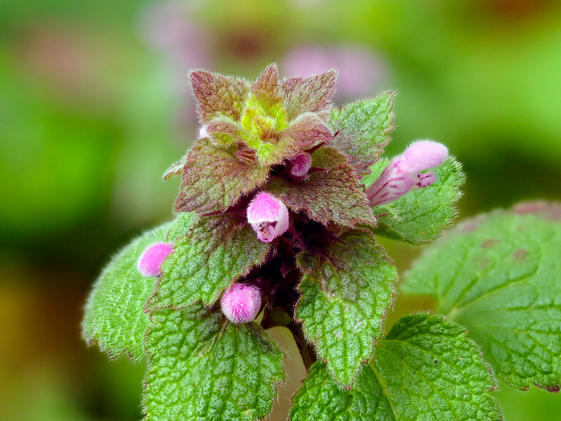 ヒメオドリコソウ