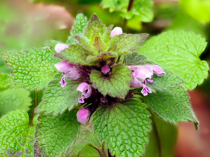 ヒメオドリコソウ