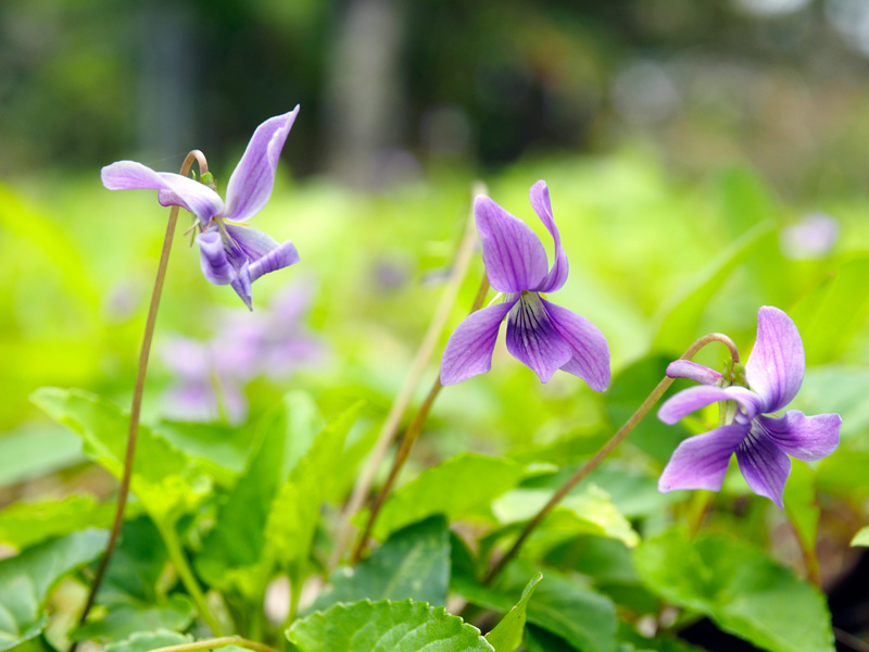 リュウキュウコスミレ