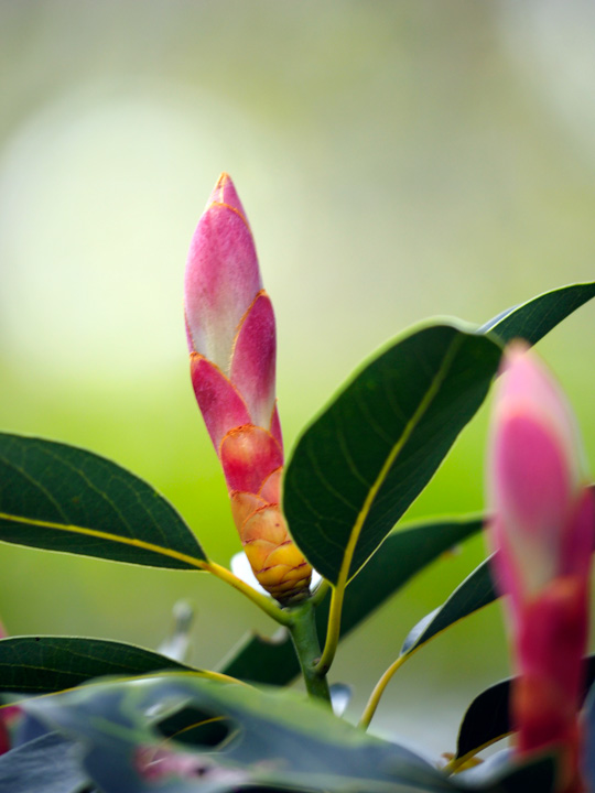 タブノキ芽吹き