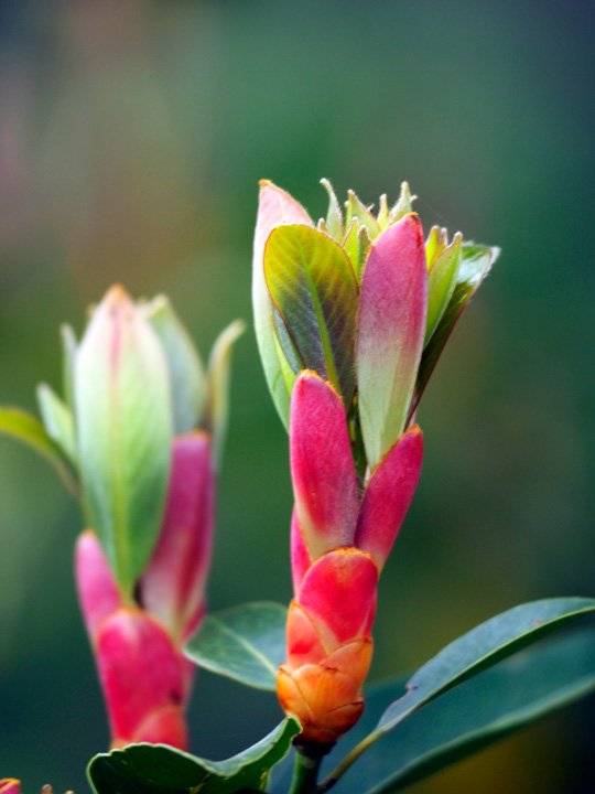 タブノキ芽吹き