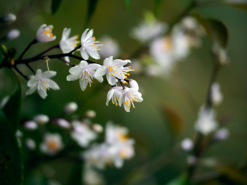 アオバナハイノキ開花