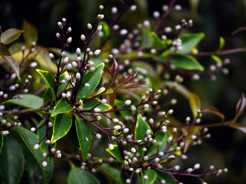 アオバナハイノキ蕾