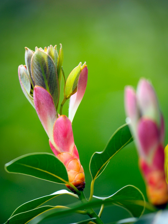 タブノキ芽吹き