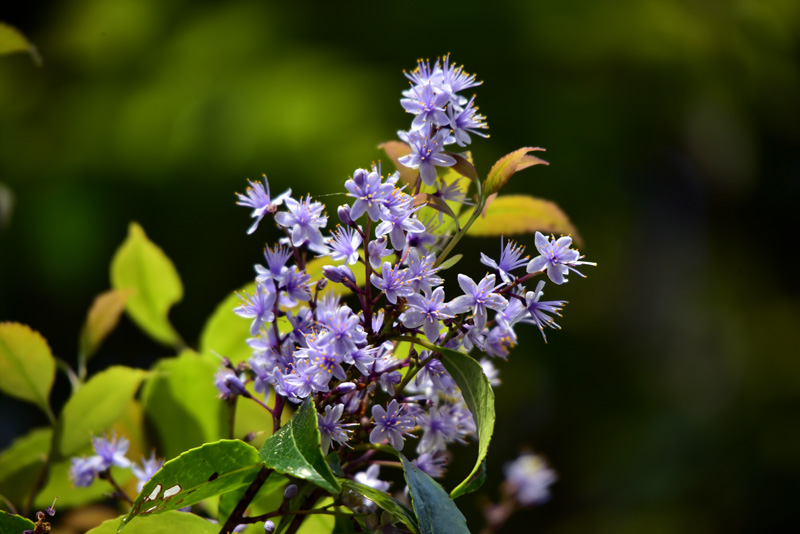 アオバナハイノキ