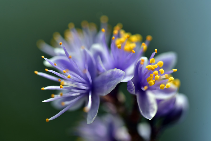 アオバナハイノキ