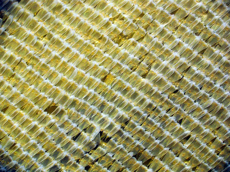 オオゴマダラ鱗粉(30コマ合成）