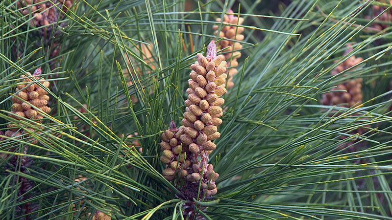 リュウキュウマツ雄花