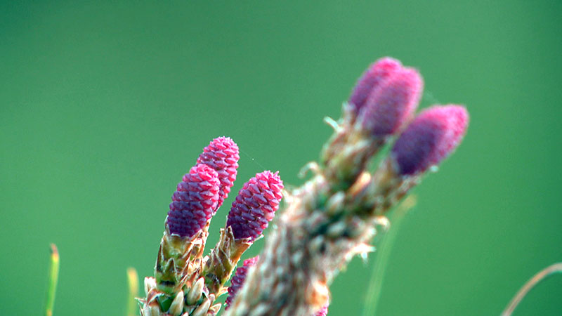 リュウキュウマツ雌花
