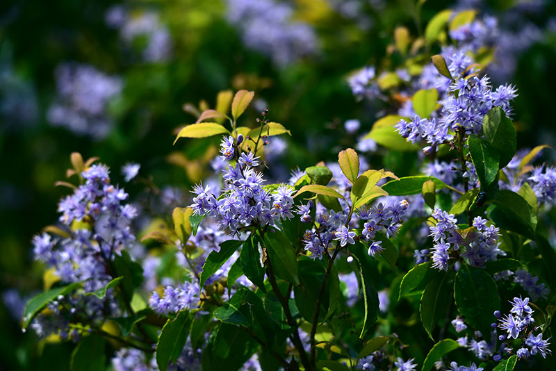 アオバナハイノキ